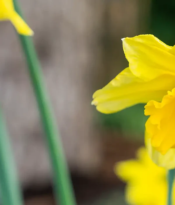 steps together yellow green st chestnuts